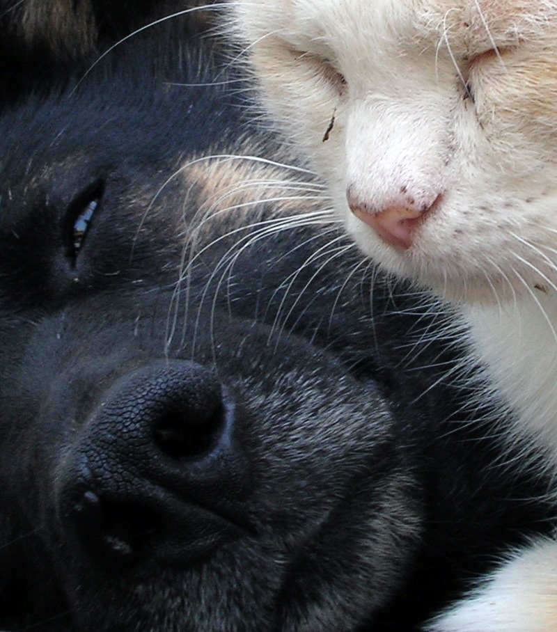 Cat and dog