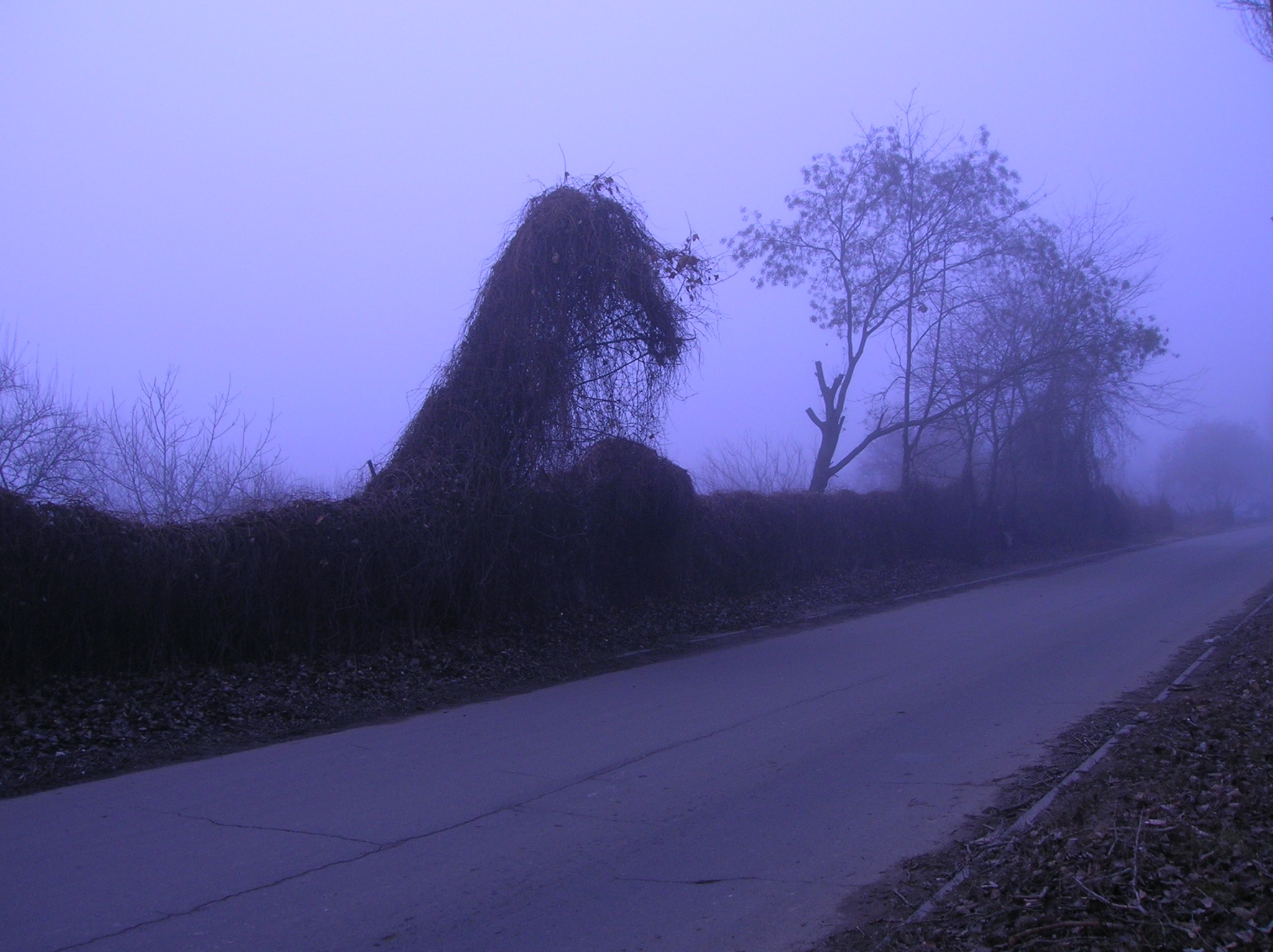 Misty landscape