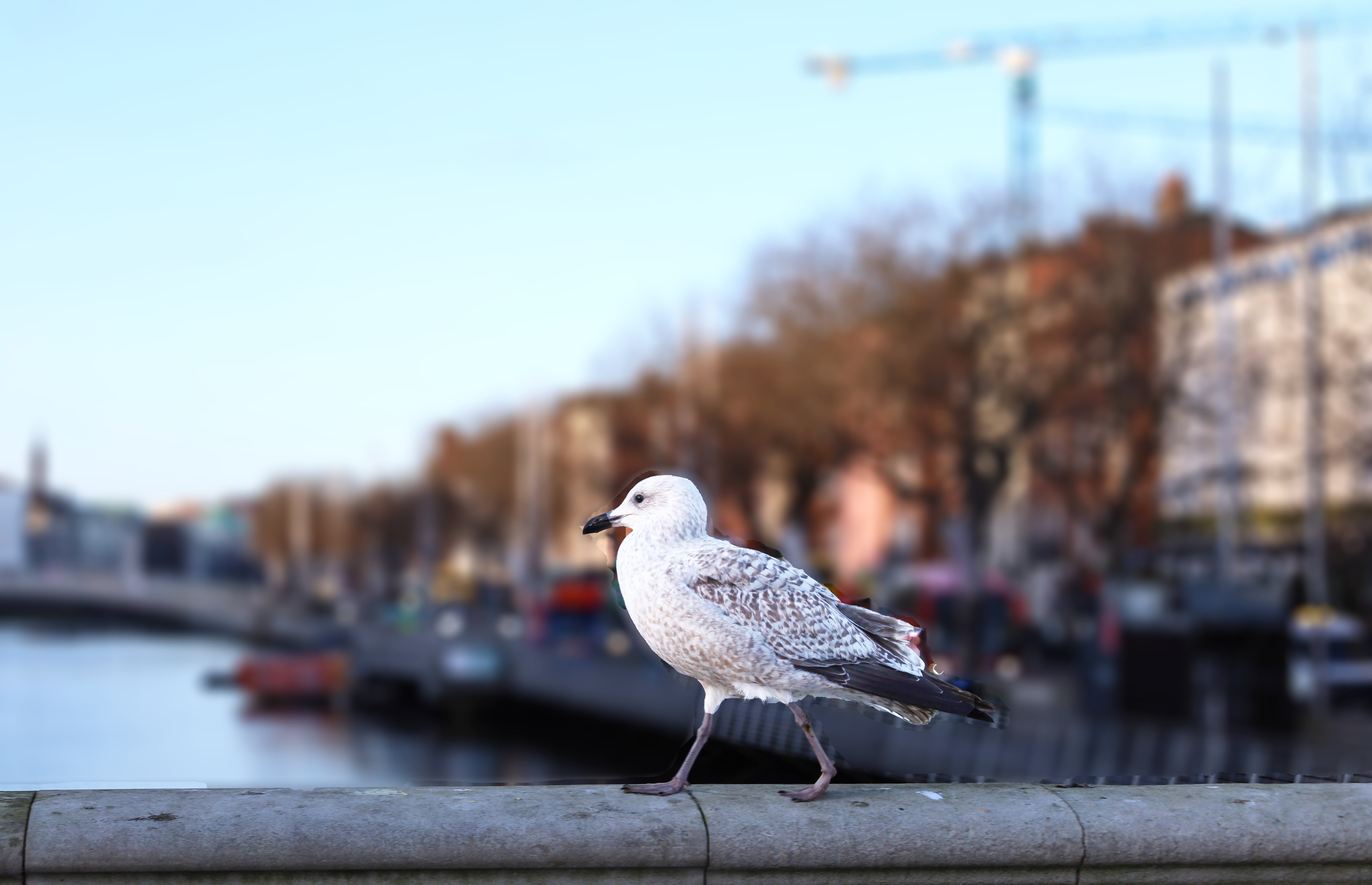 Seagull