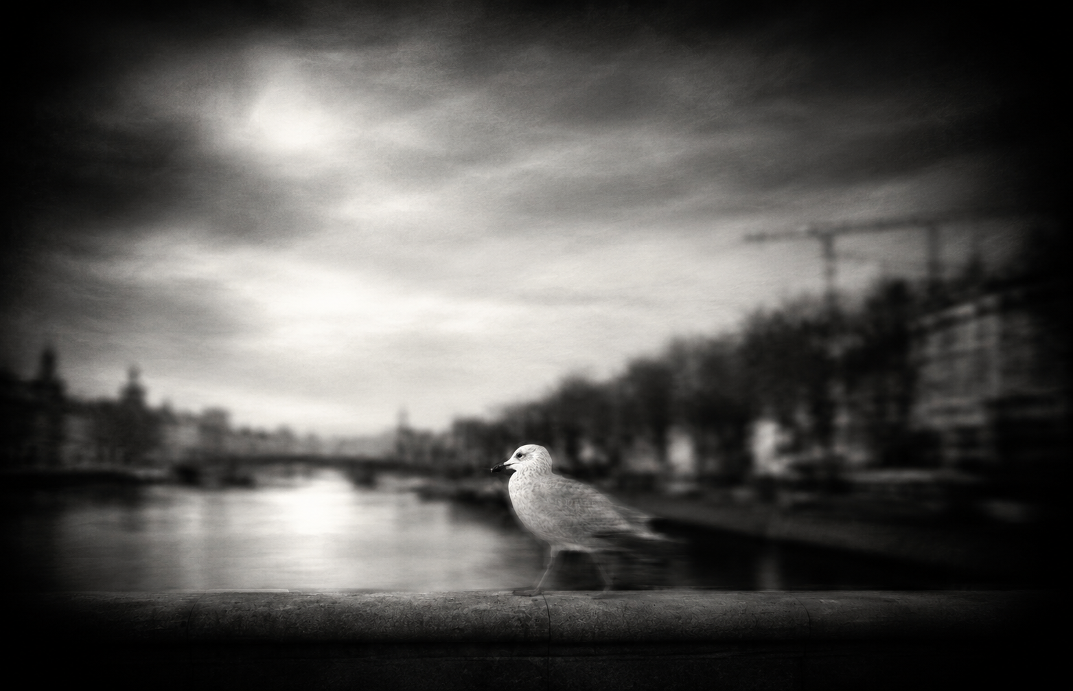 Seagull (black and white)